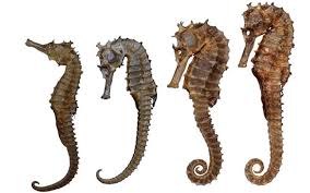 Cá ngựa Cô Tô đông lạnh